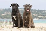 CANE CORSO 630